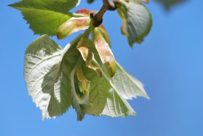 Tilia tomentosa - lípa stříbrná - jarní listy (rub)